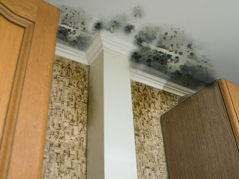 close up of mold on kitchen ceiling ashland va