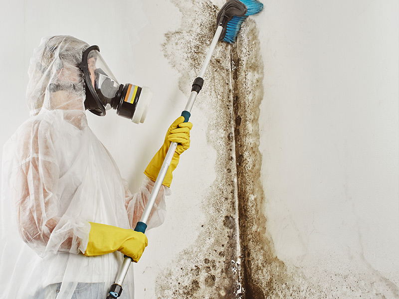 man removing mold from house ashland va